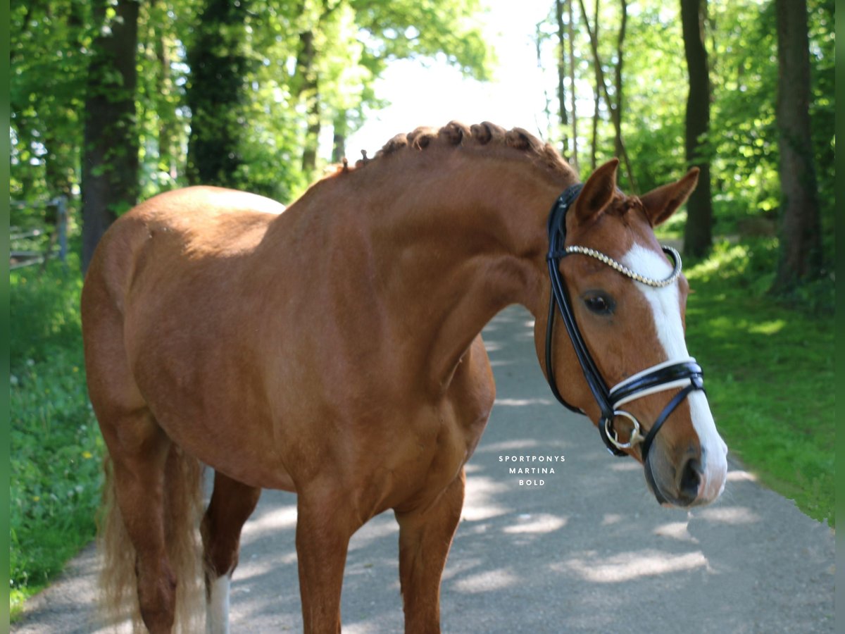Duitse rijpony Ruin 4 Jaar 148 cm Vos in Recke, bei Osnabrück