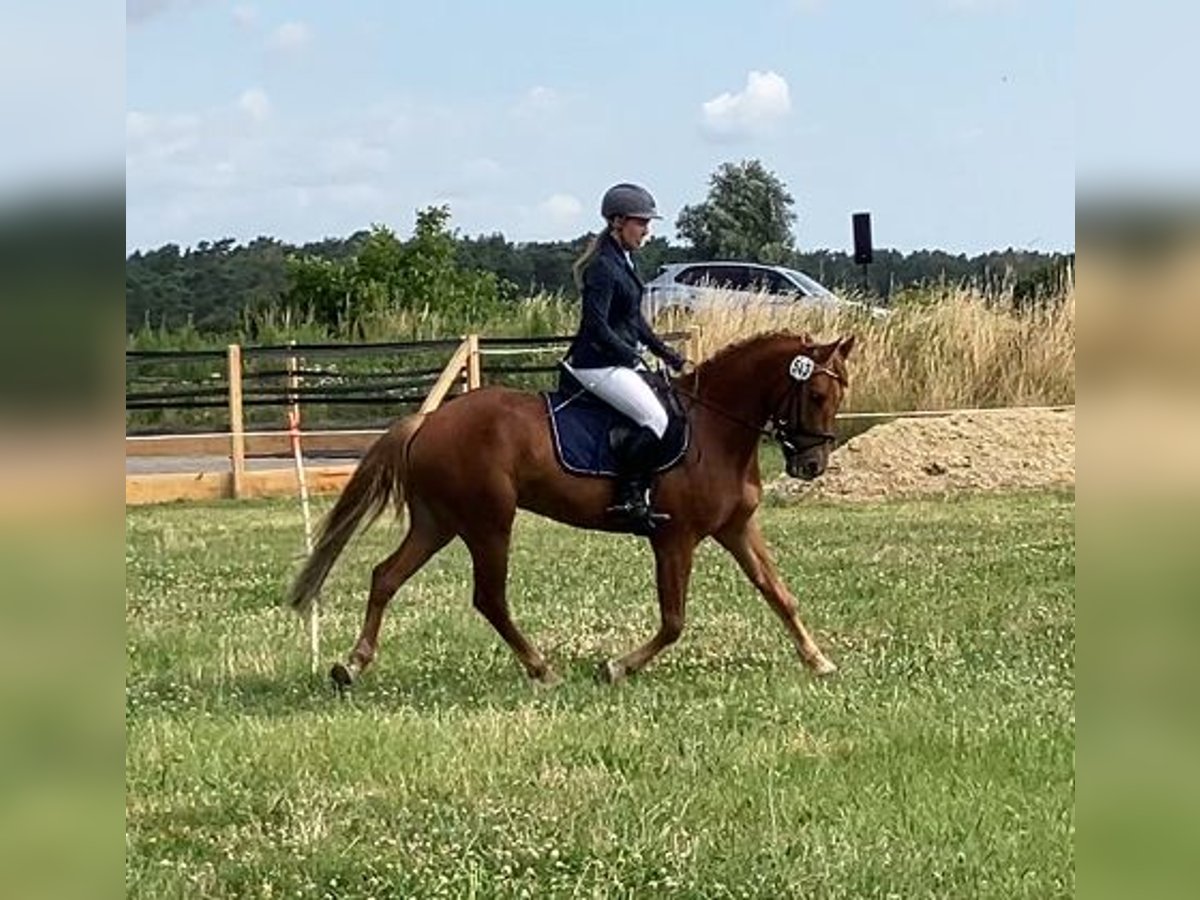 Duitse rijpony Ruin 4 Jaar 148 cm Vos in Braunschweig