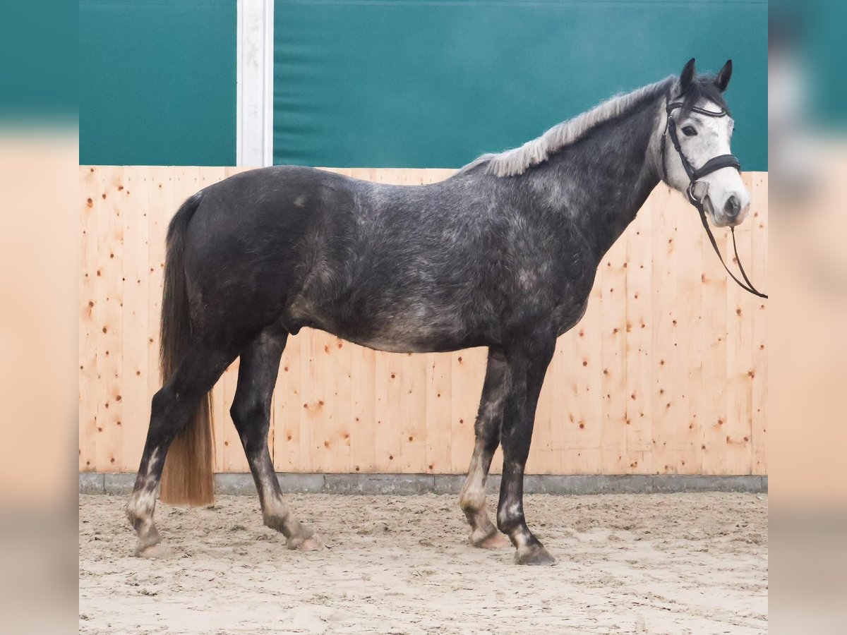 Duitse rijpony Ruin 4 Jaar 149 cm Appelschimmel in Martfeld