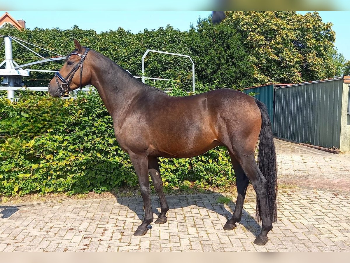 Duitse rijpony Ruin 4 Jaar 153 cm Bruin in Hamburg