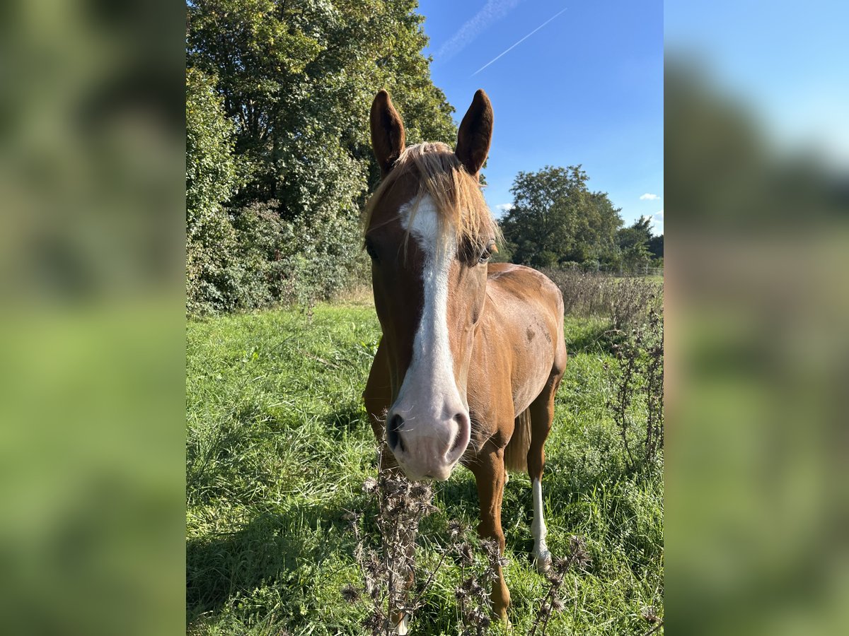 Duitse rijpony Ruin 4 Jaar 153 cm Vos in Ellerstadt