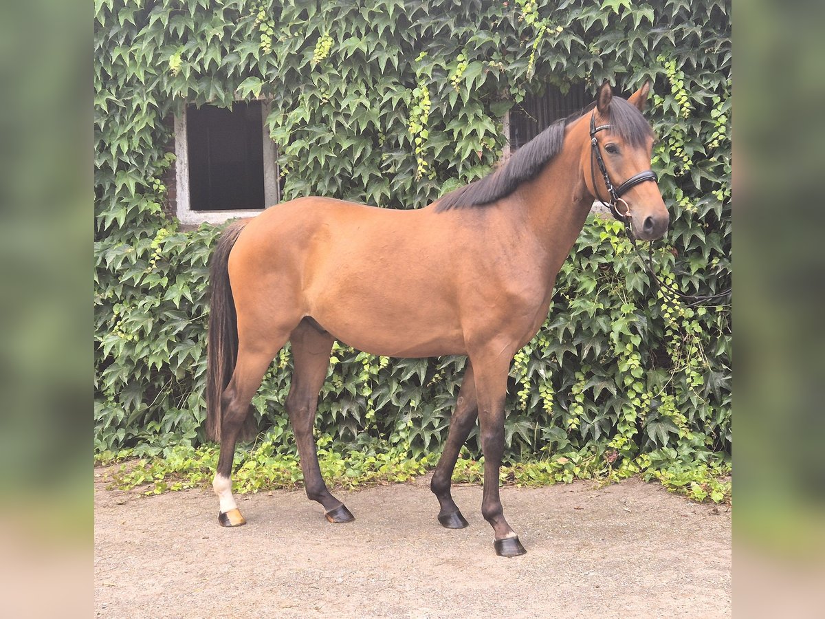 Duitse rijpony Ruin 4 Jaar 160 cm Bruin in Edewecht