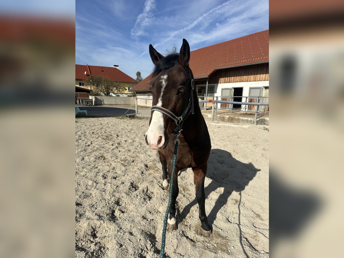 Duitse rijpony Mix Ruin 5 Jaar 140 cm Bruin in Ansfelden