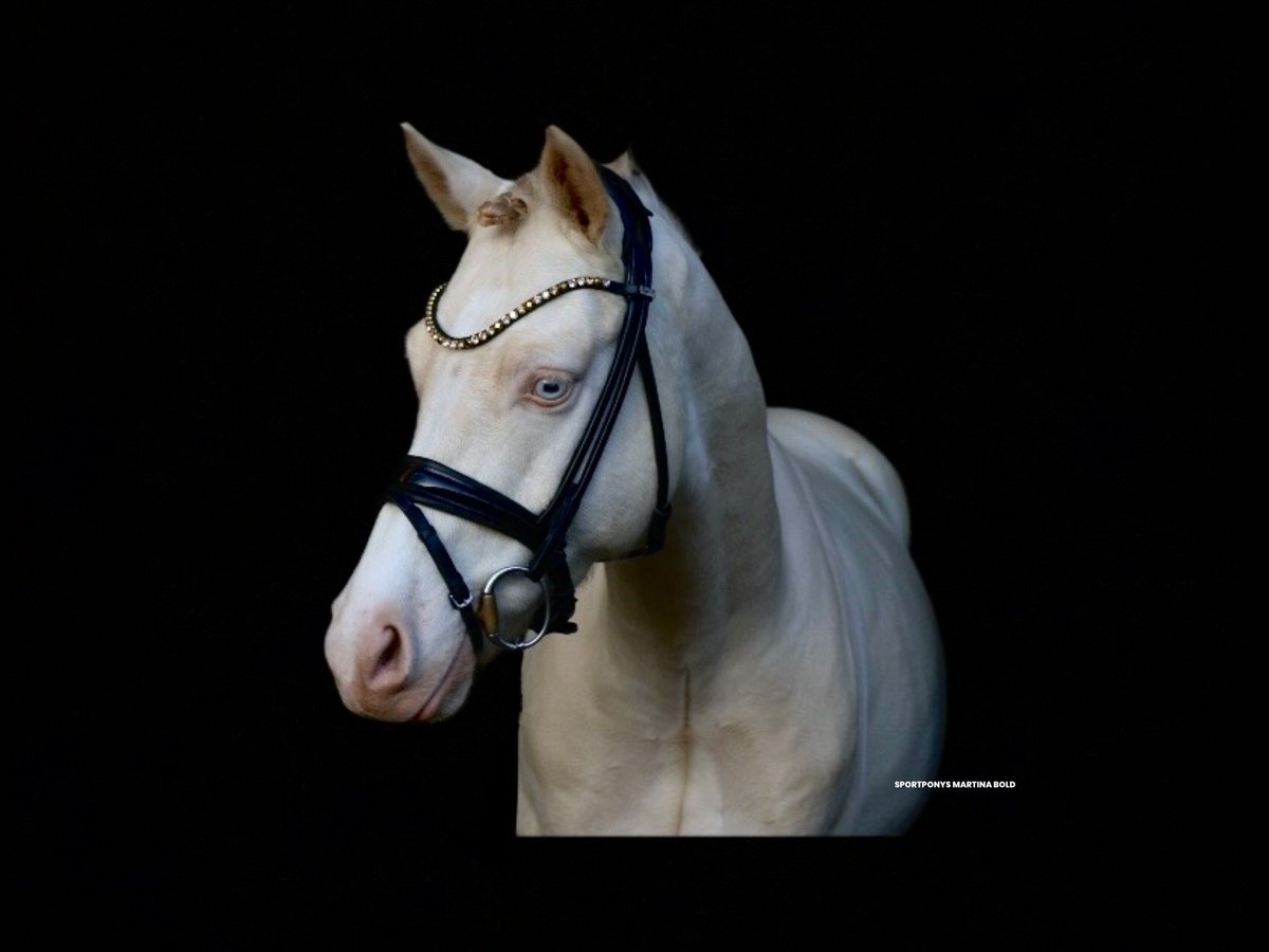 Duitse rijpony Ruin 5 Jaar 143 cm Cremello in Recke, bei Osnabrück