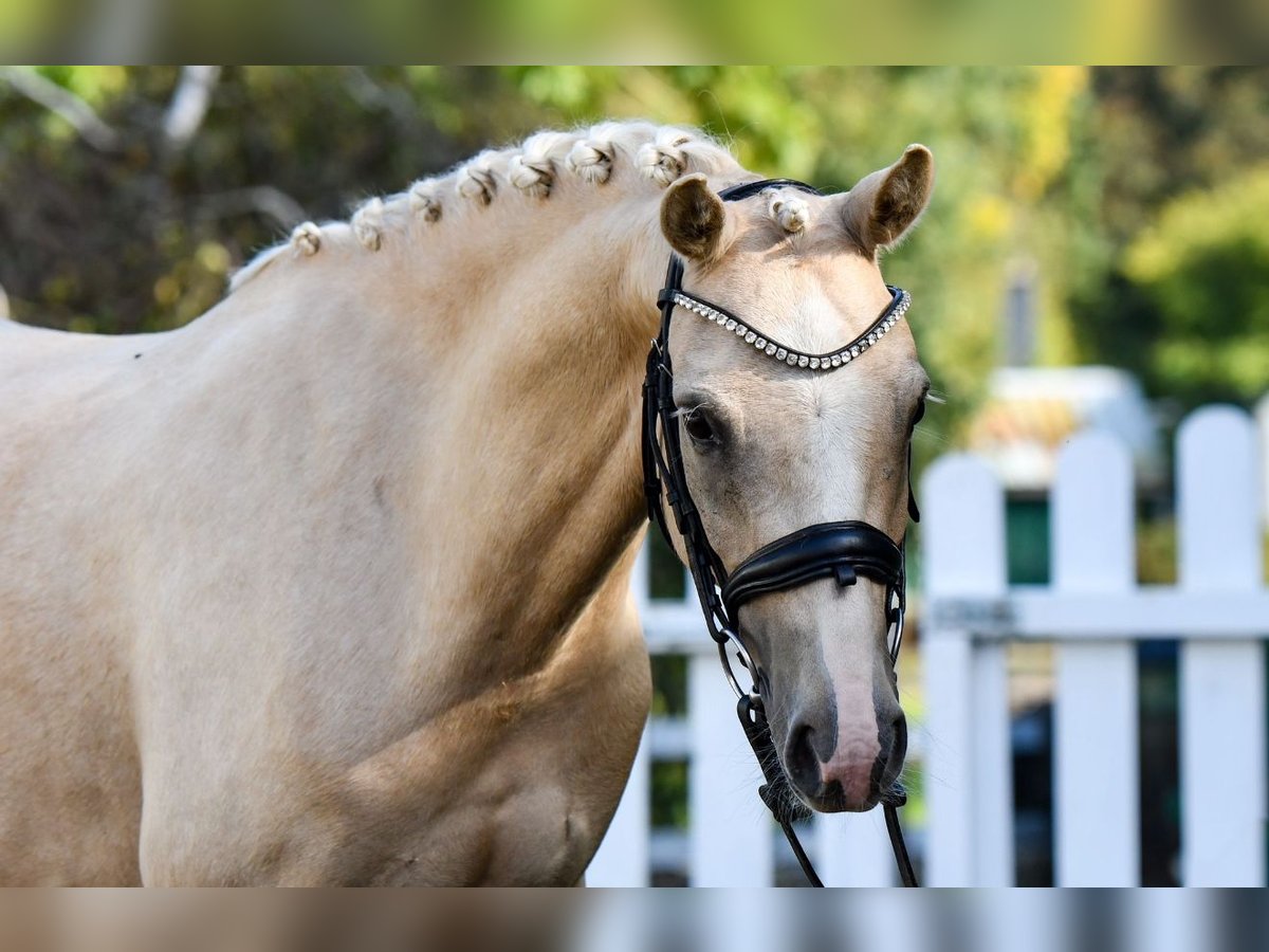 Duitse rijpony Ruin 5 Jaar 143 cm Palomino in Handewitt