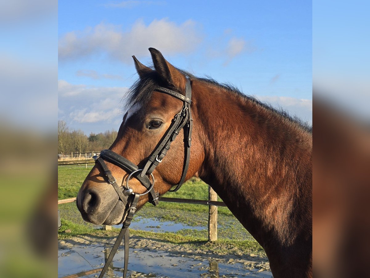 Duitse rijpony Ruin 5 Jaar 144 cm Bruin in Mülheim an der Ruhr