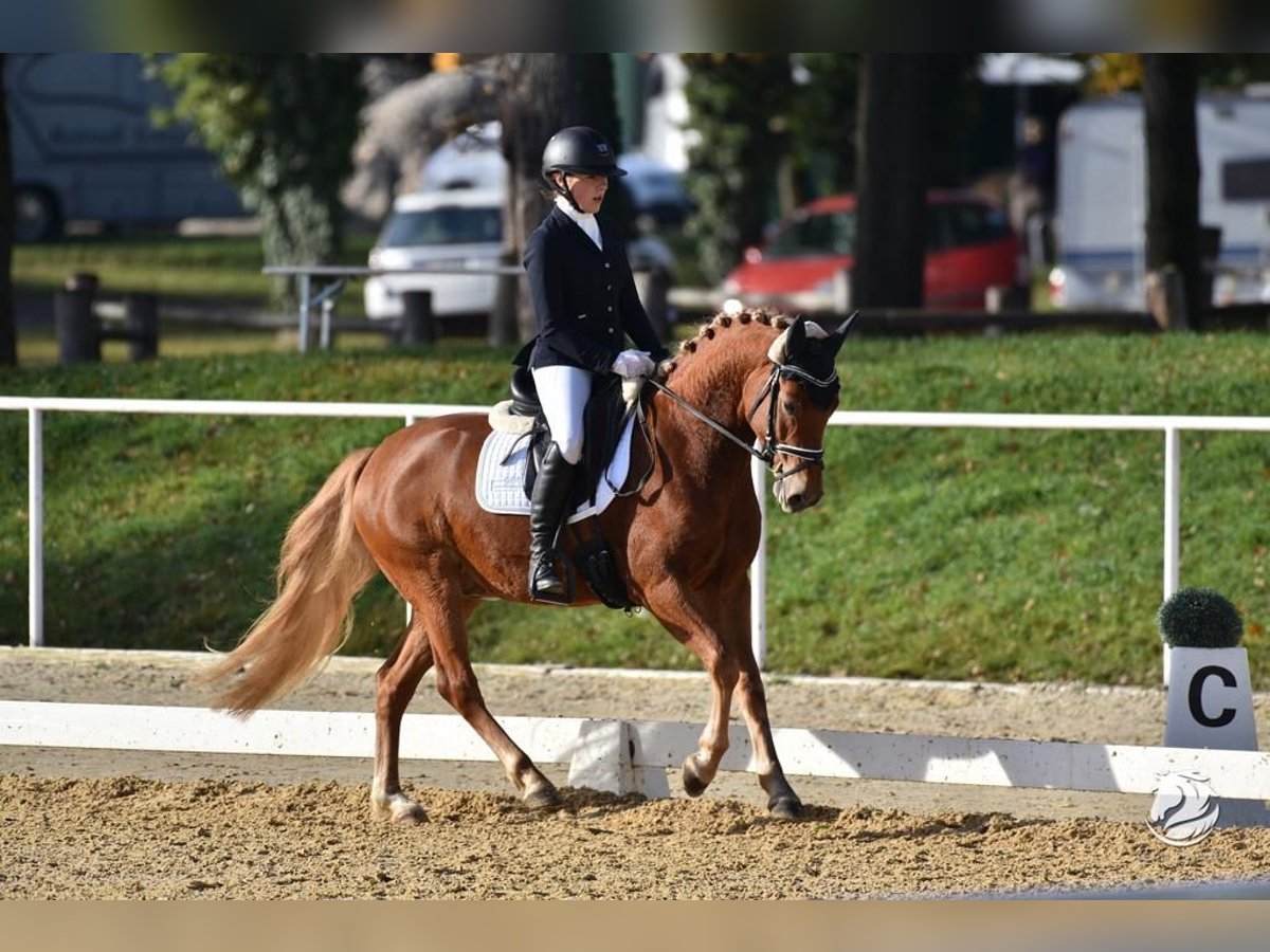 Duitse rijpony Ruin 5 Jaar 146 cm Vos in Allershausen