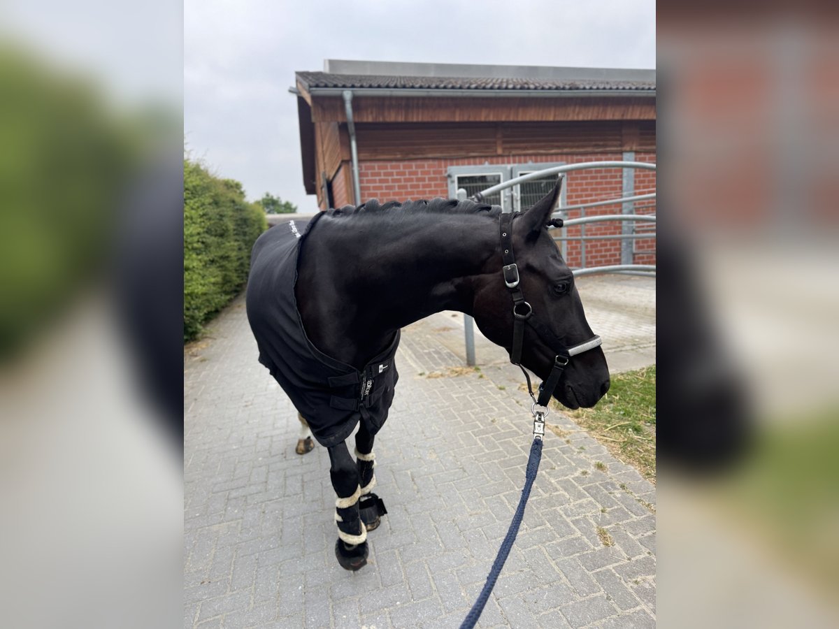 Duitse rijpony Ruin 5 Jaar 147 cm Zwart in Dortmund
