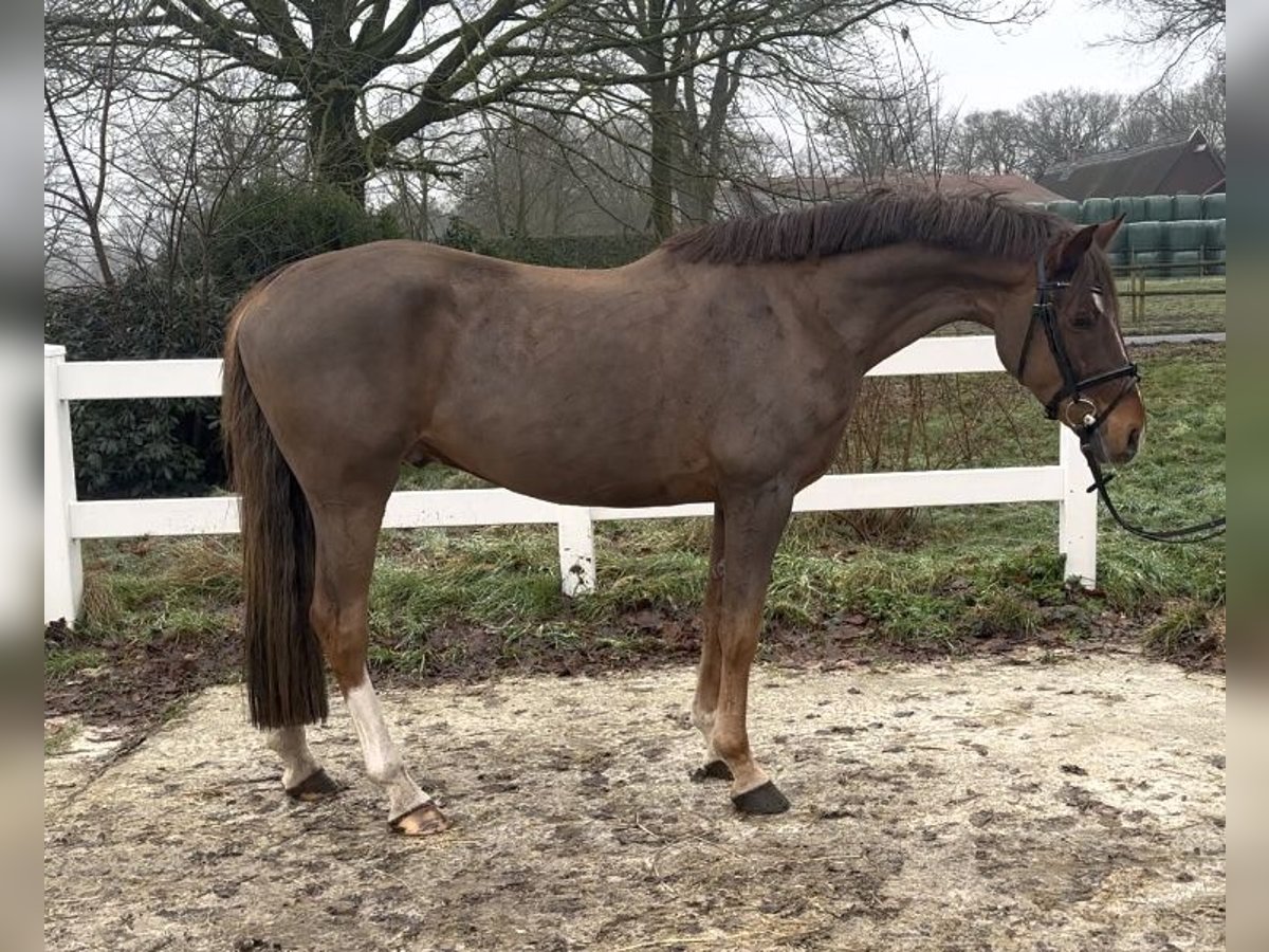 Duitse rijpony Ruin 5 Jaar 148 cm Donkere-vos in Heeslingen