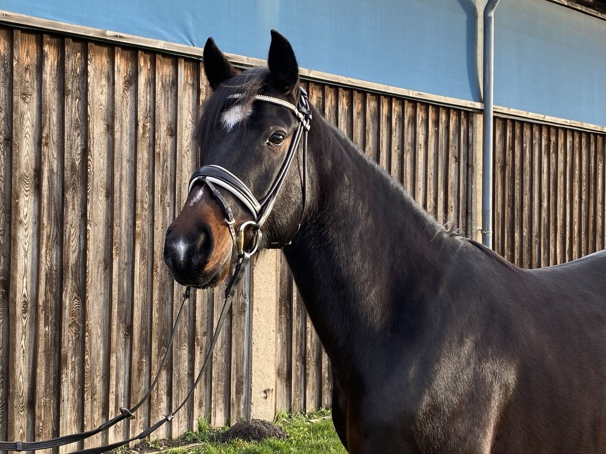 Duitse rijpony Ruin 5 Jaar 152 cm Zwartbruin in Halberstadt