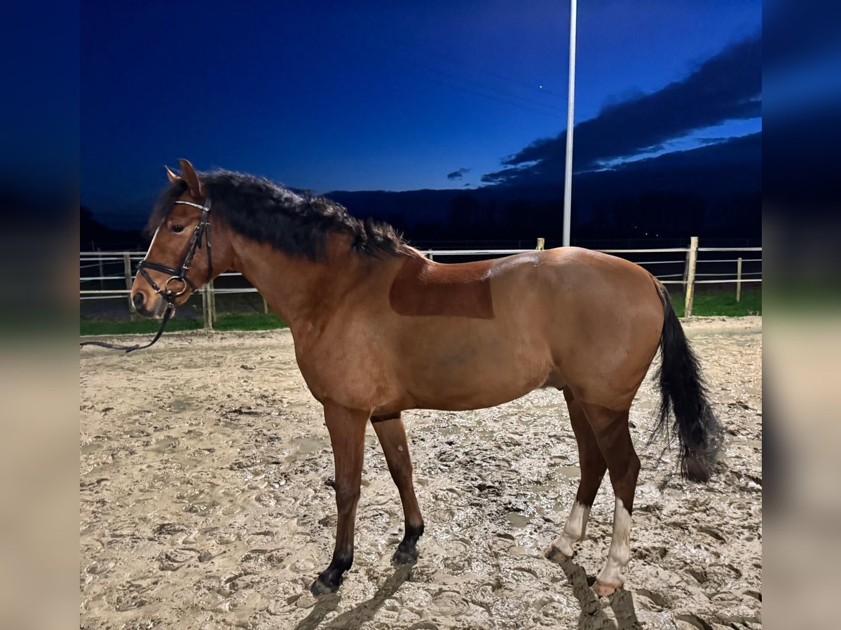 Duitse rijpony Ruin 5 Jaar Bruin in Rees