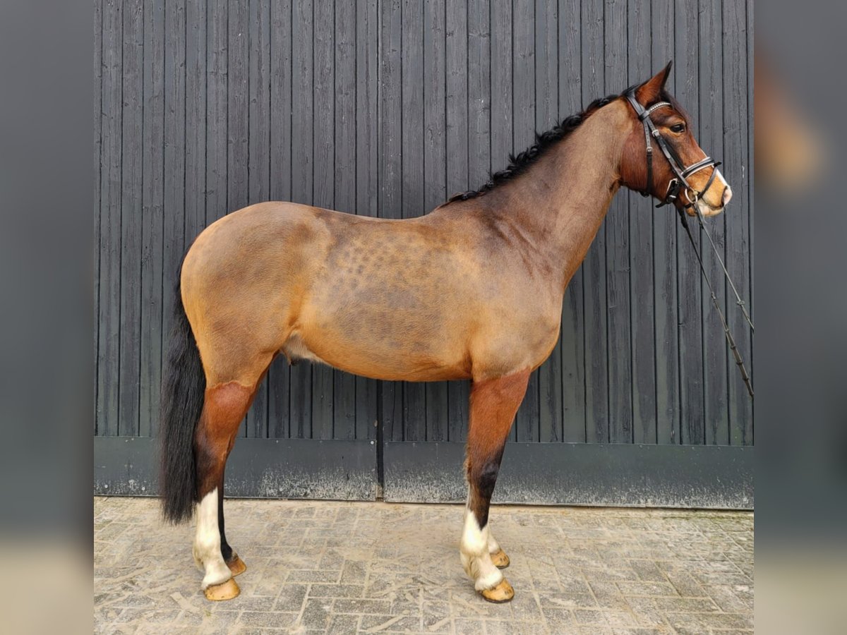 Duitse rijpony Ruin 6 Jaar 146 cm Bruin in Rastede