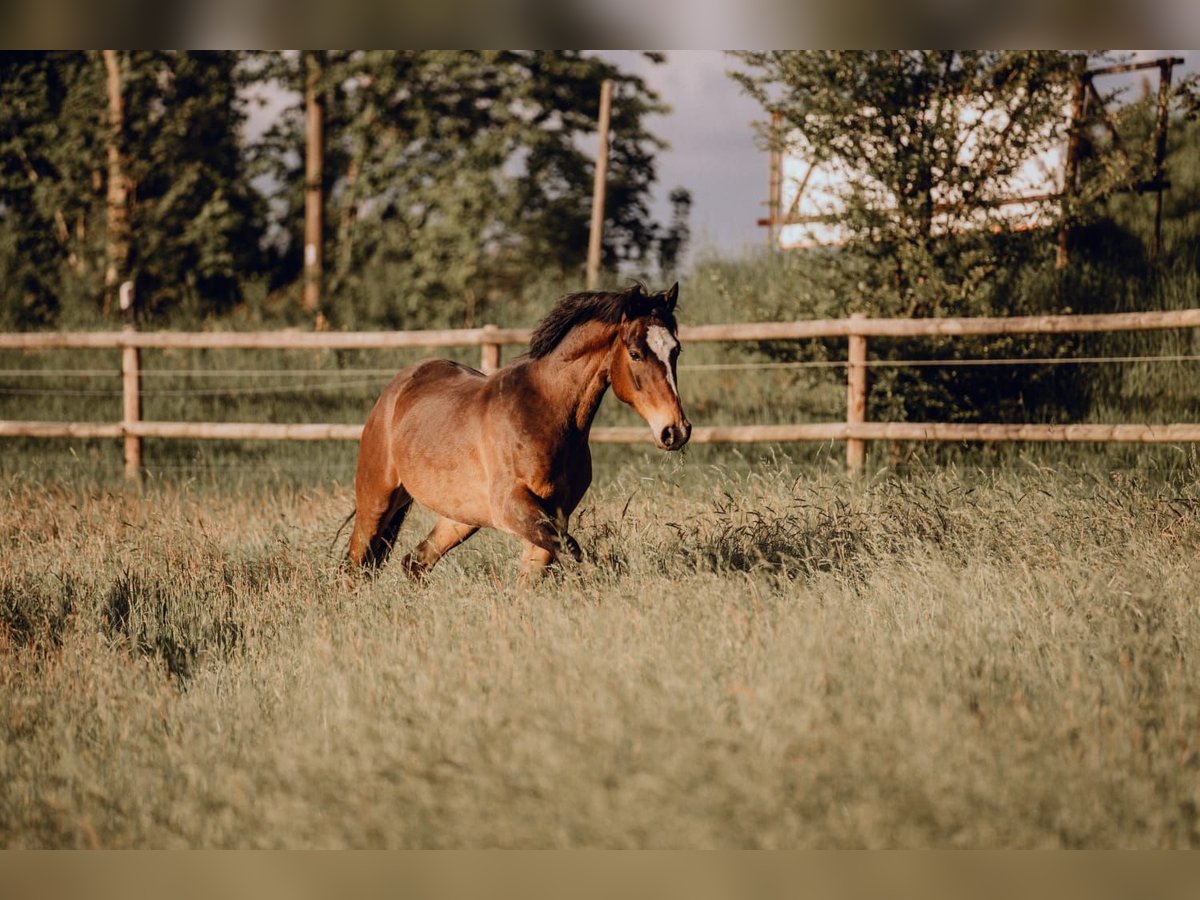 Duitse rijpony Ruin 6 Jaar 148 cm Donkerbruin in Ratingen
