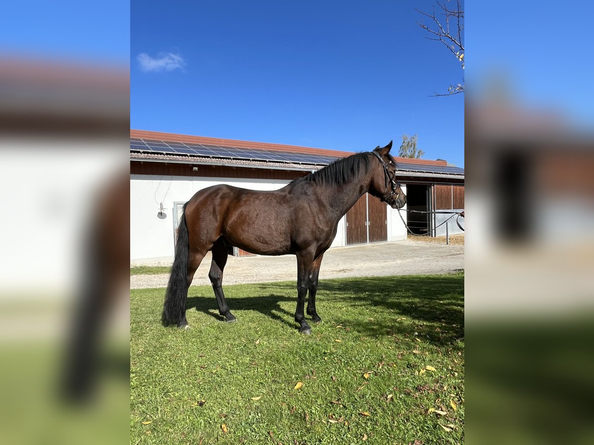 Duitse rijpony Ruin 6 Jaar 148 cm Donkerbruin in Dingolfing