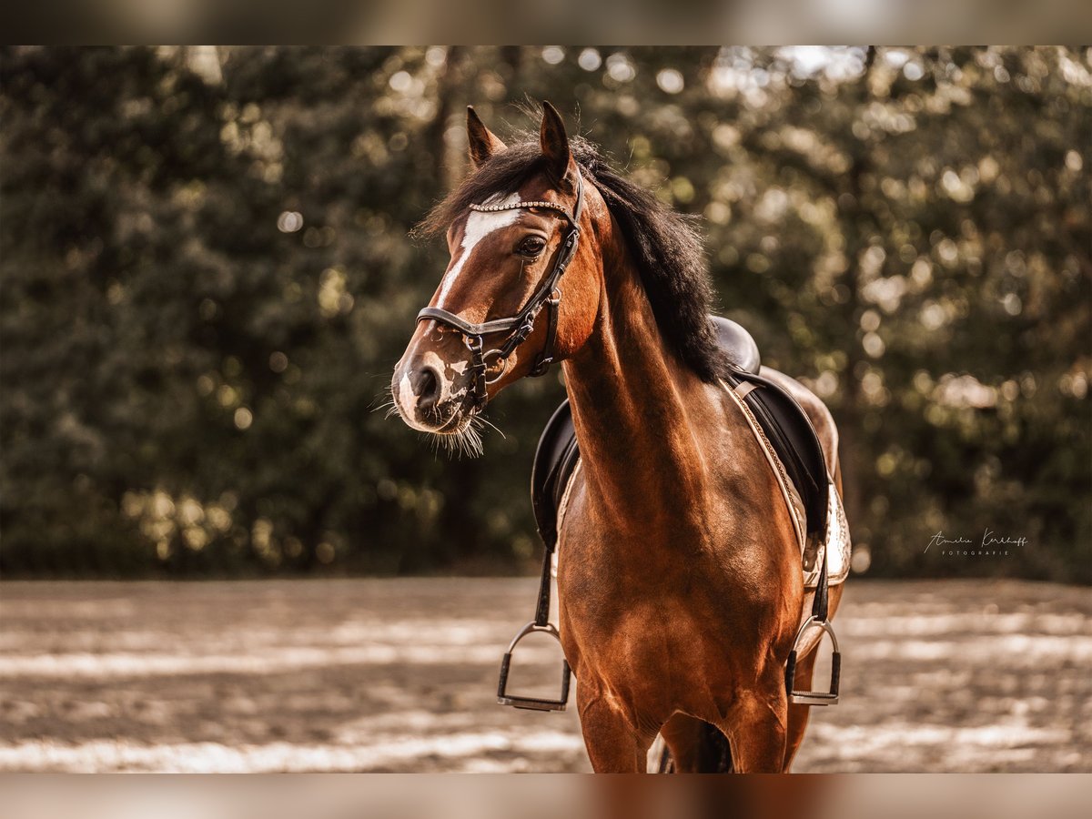 Duitse rijpony Ruin 6 Jaar 148 cm Donkerbruin in Ratingen