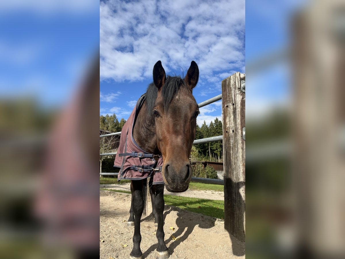 Duitse rijpony Ruin 6 Jaar 148 cm Donkerbruin in Dingolfing