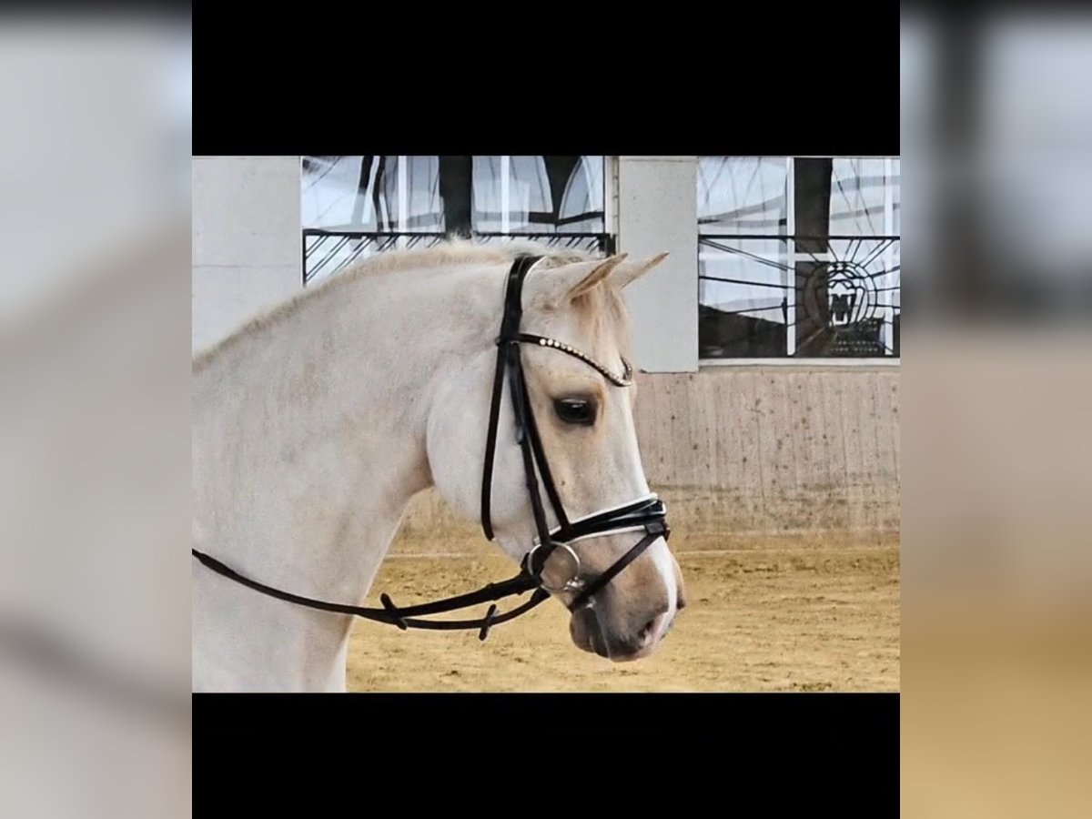 Duitse rijpony Ruin 6 Jaar 148 cm in Warendorf