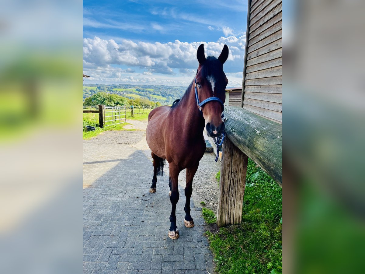 Duitse rijpony Ruin 6 Jaar 148 cm Rabicano in Köln