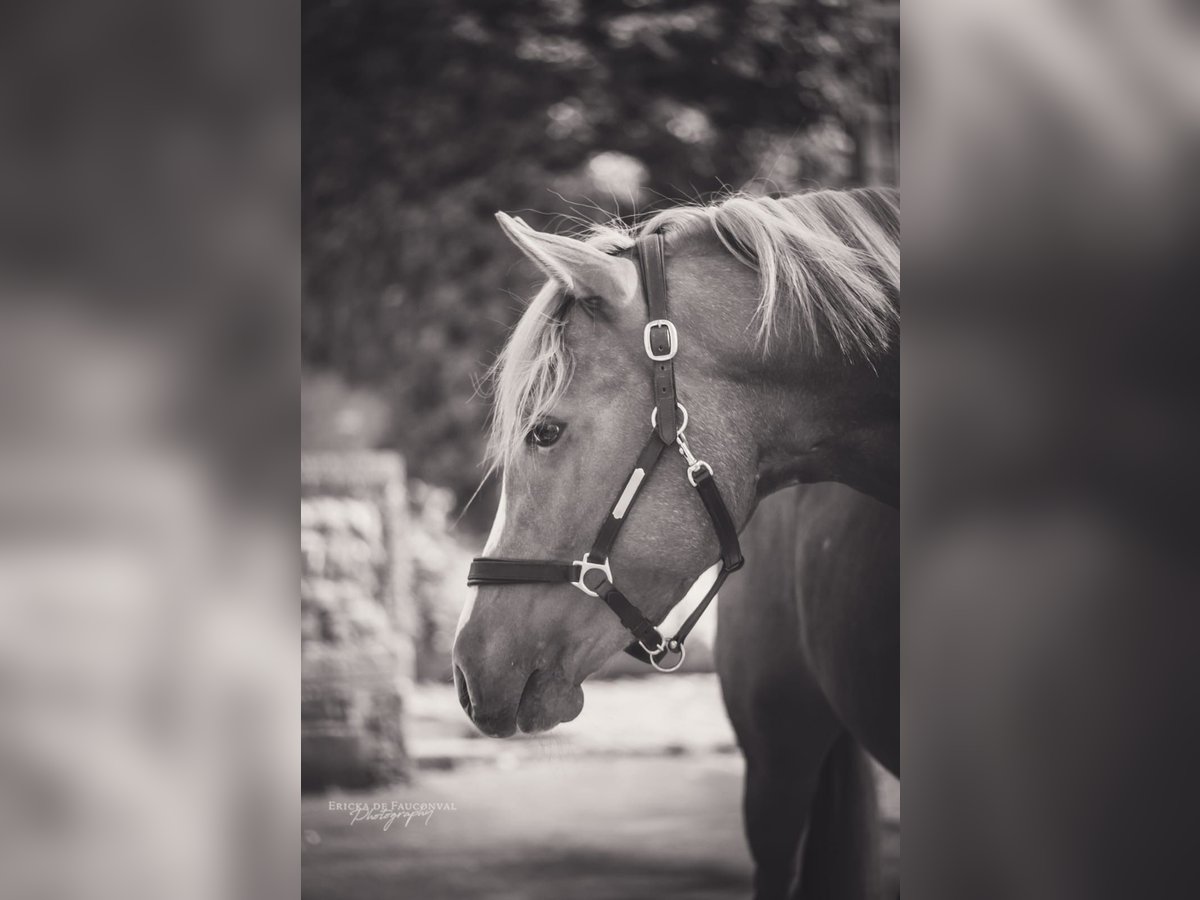 Duitse rijpony Ruin 6 Jaar 148 cm Vos in Huccorgne