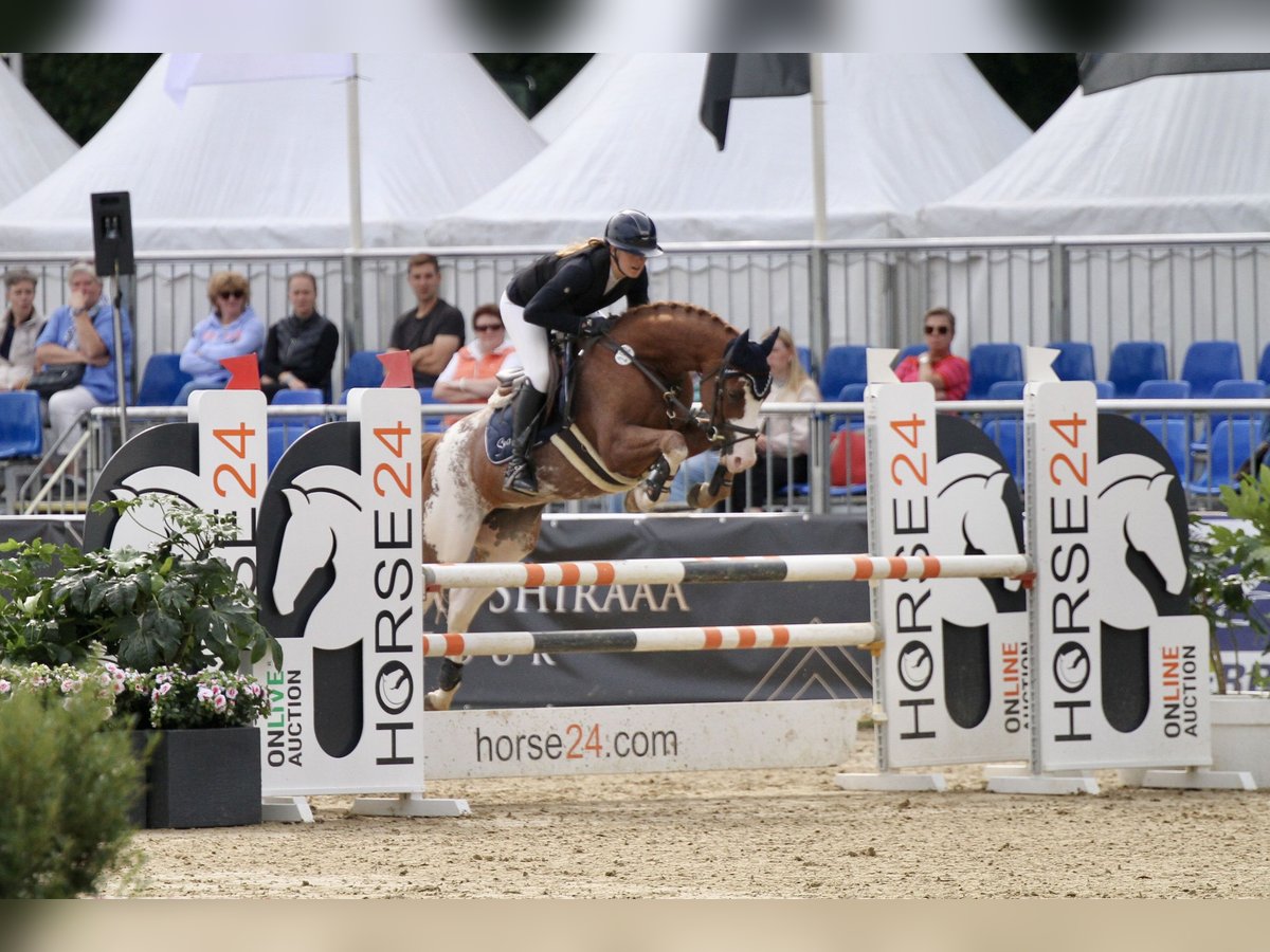 Duitse rijpony Ruin 6 Jaar 148 cm Vos in T&#xF6;nisvorst