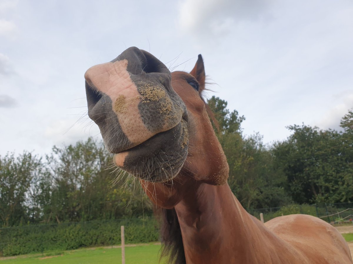 Duitse rijpony Mix Ruin 6 Jaar 152 cm Bruin in Waldfeucht