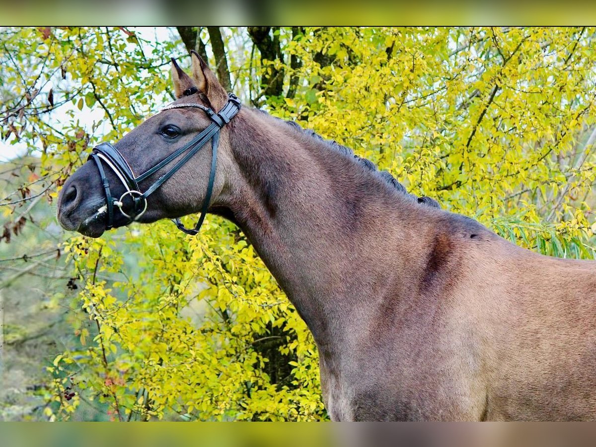 Duitse rijpony Ruin 6 Jaar 154 cm in Crailsheim