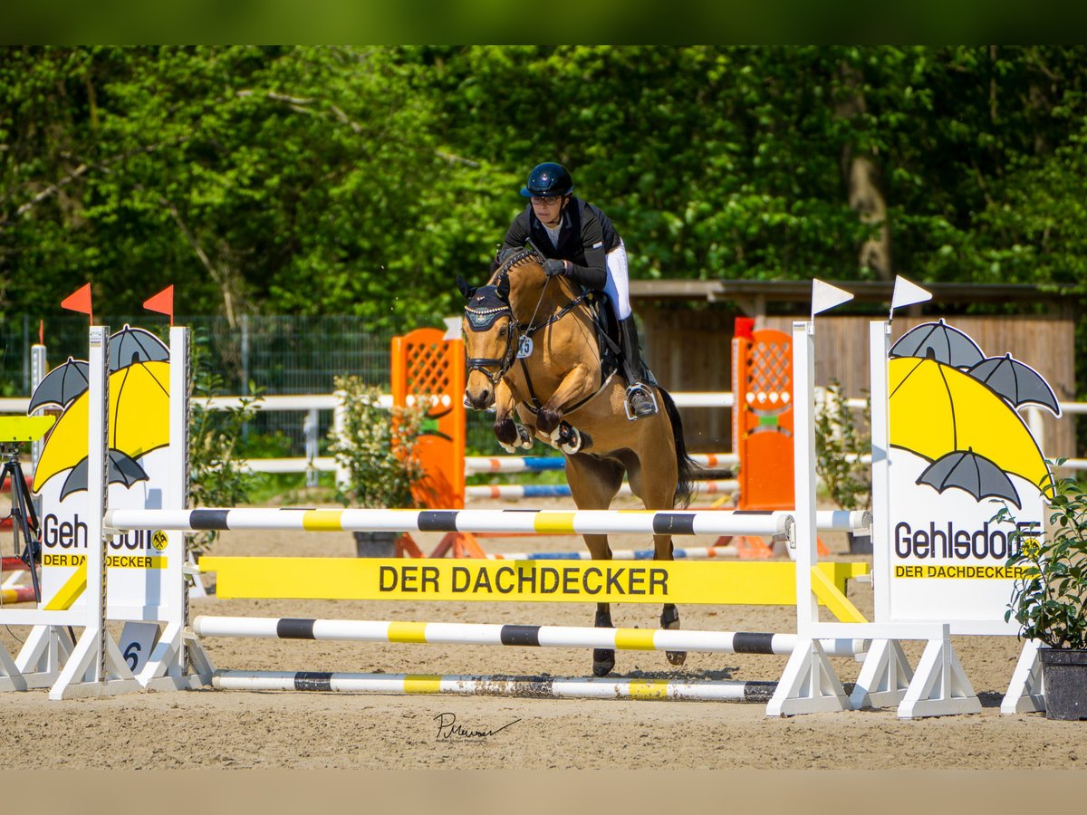 Duitse rijpony Ruin 7 Jaar 143 cm Buckskin in Lensahn