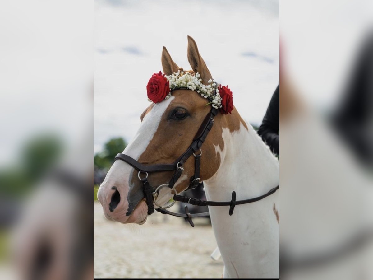 Duitse rijpony Ruin 8 Jaar 144 cm Gevlekt-paard in Augusteborg