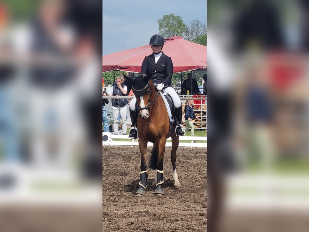 Duitse rijpony Ruin 8 Jaar 148 cm Bruin in Ehrenburg