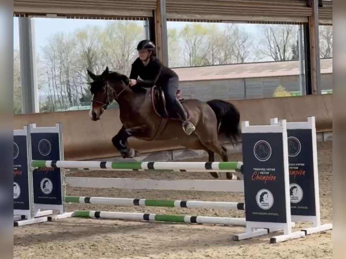 Duitse rijpony Ruin 8 Jaar 148 cm Donkerbruin in Blienschwiller Duitse rijpony Ruin 8 Jaar 148 cm Donkerbruin in Blienschwiller