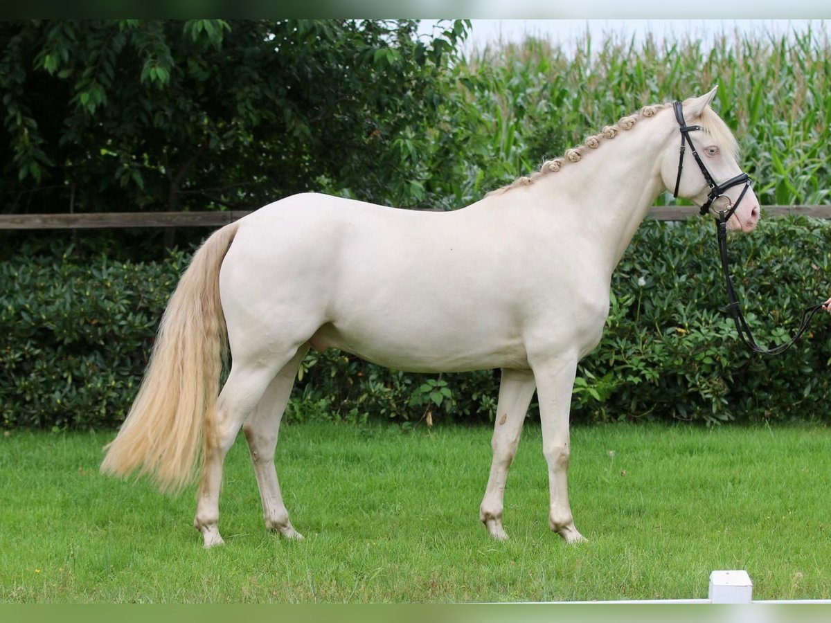 Duitse rijpony Ruin 8 Jaar 152 cm Cremello in Wardenburg