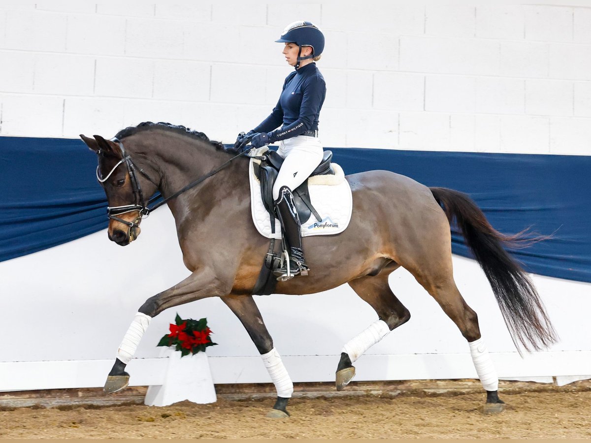 Duitse rijpony Ruin 8 Jaar 152 cm Donkerbruin in Marsberg