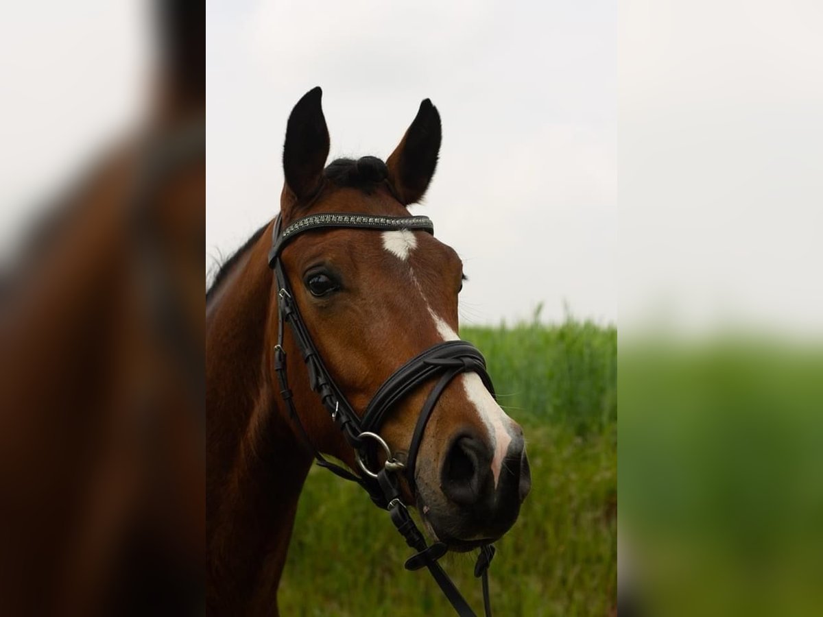 Duitse rijpony Ruin 8 Jaar 155 cm Donkerbruin in Vreden