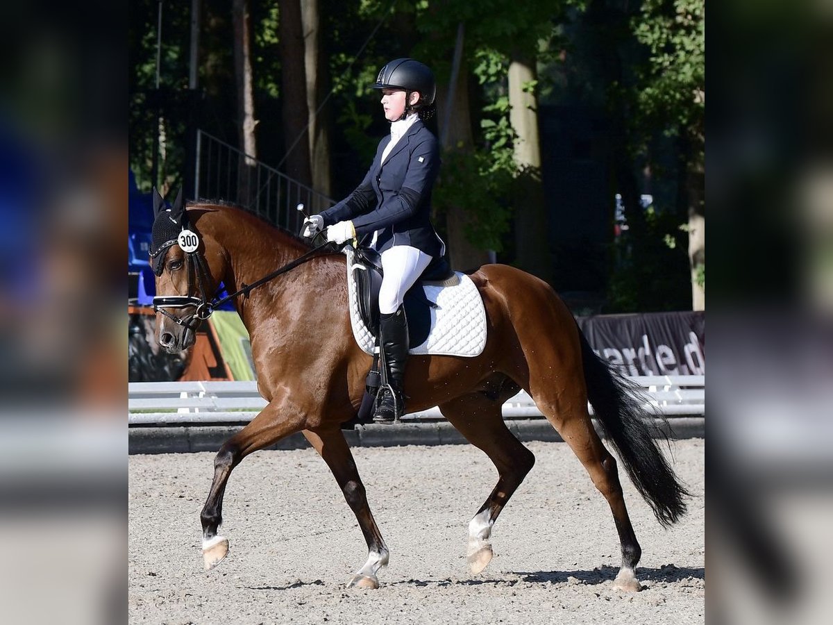 Duitse rijpony Ruin 9 Jaar 148 cm Bruin in Ennigerloh Duitse rijpony Ruin 9 Jaar 148 cm Bruin in Ennigerloh