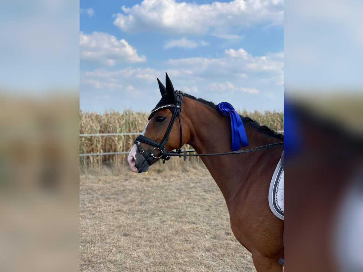 Duitse rijpony Ruin 9 Jaar 148 cm Bruin in Ehrenburg
