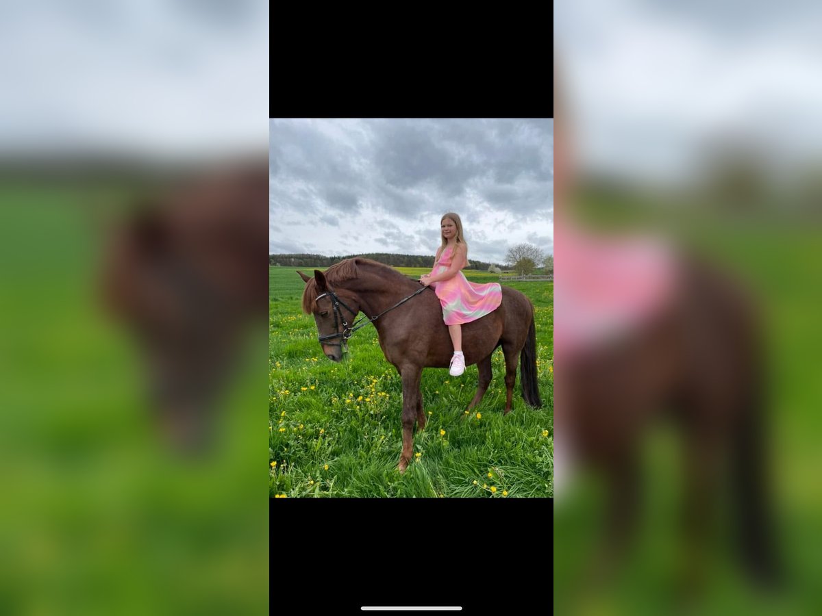 Duitse rijpony Ruin 9 Jaar 148 cm Donkere-vos in Habichtswald