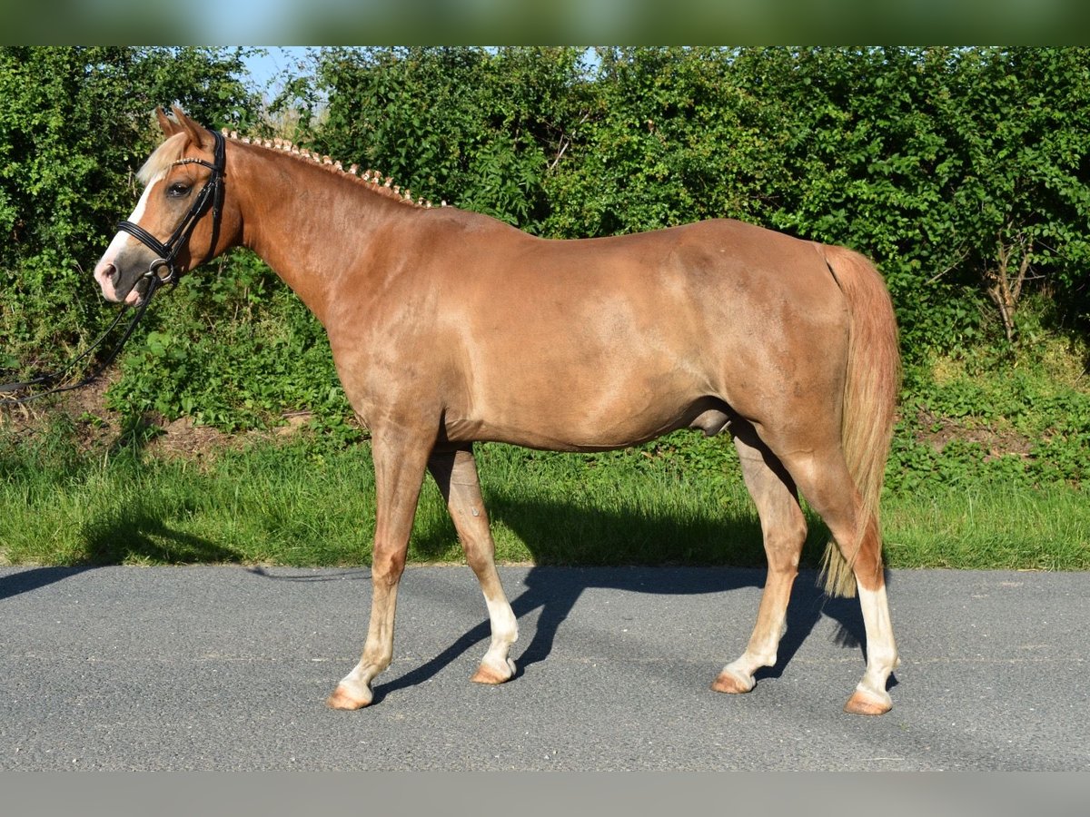 Duitse rijpony Ruin 9 Jaar 148 cm Vos in Brahmenau