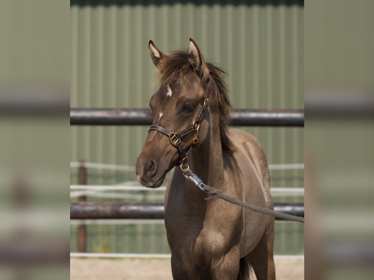 Duitse rijpony Ruin veulen (05/2024) Buckskin in Westerstede