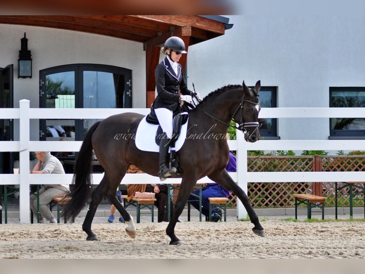 Duński koń gorącokrwisty Klacz 11 lat 164 cm Kara in Pilchowo