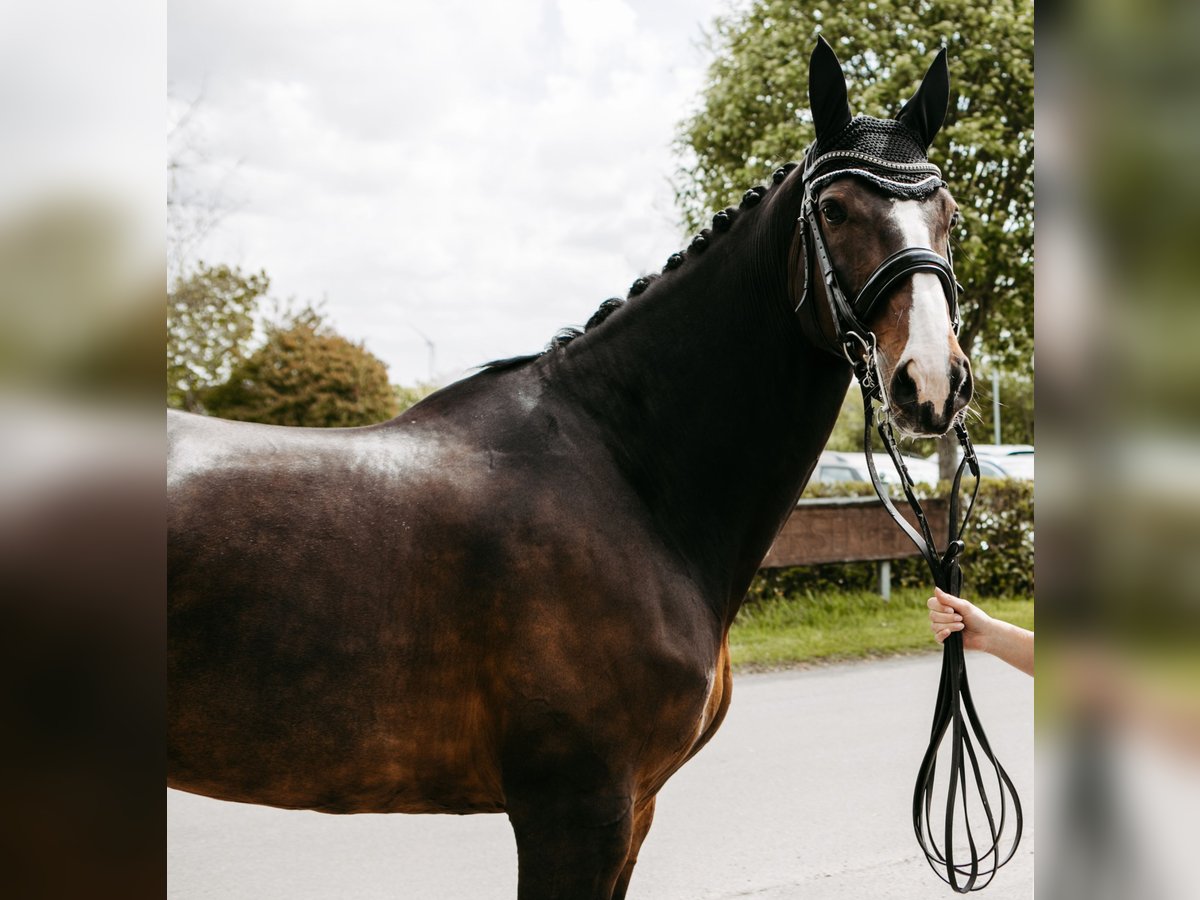 Duński koń gorącokrwisty Klacz 16 lat 174 cm Ciemnogniada in Risum-Lindholm