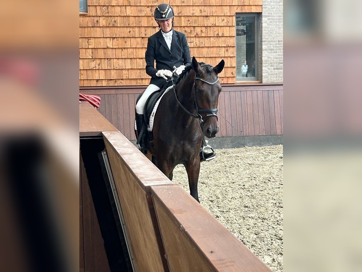 Duński koń gorącokrwisty Klacz 4 lat 171 cm Gniada in Odense