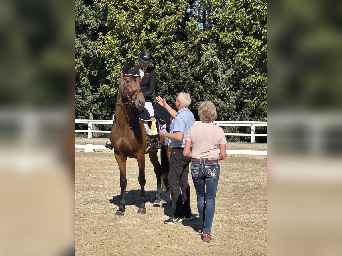 Duński koń gorącokrwisty Klacz 4 lat 172 cm Gniada in Gundelfingen
