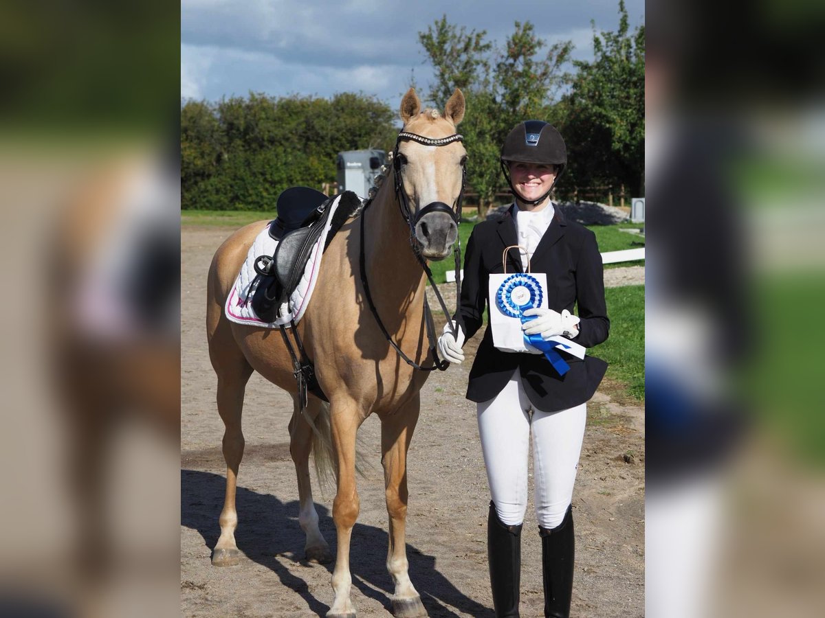 Duński koń gorącokrwisty Klacz 6 lat 146 cm Izabelowata in Aabenraa