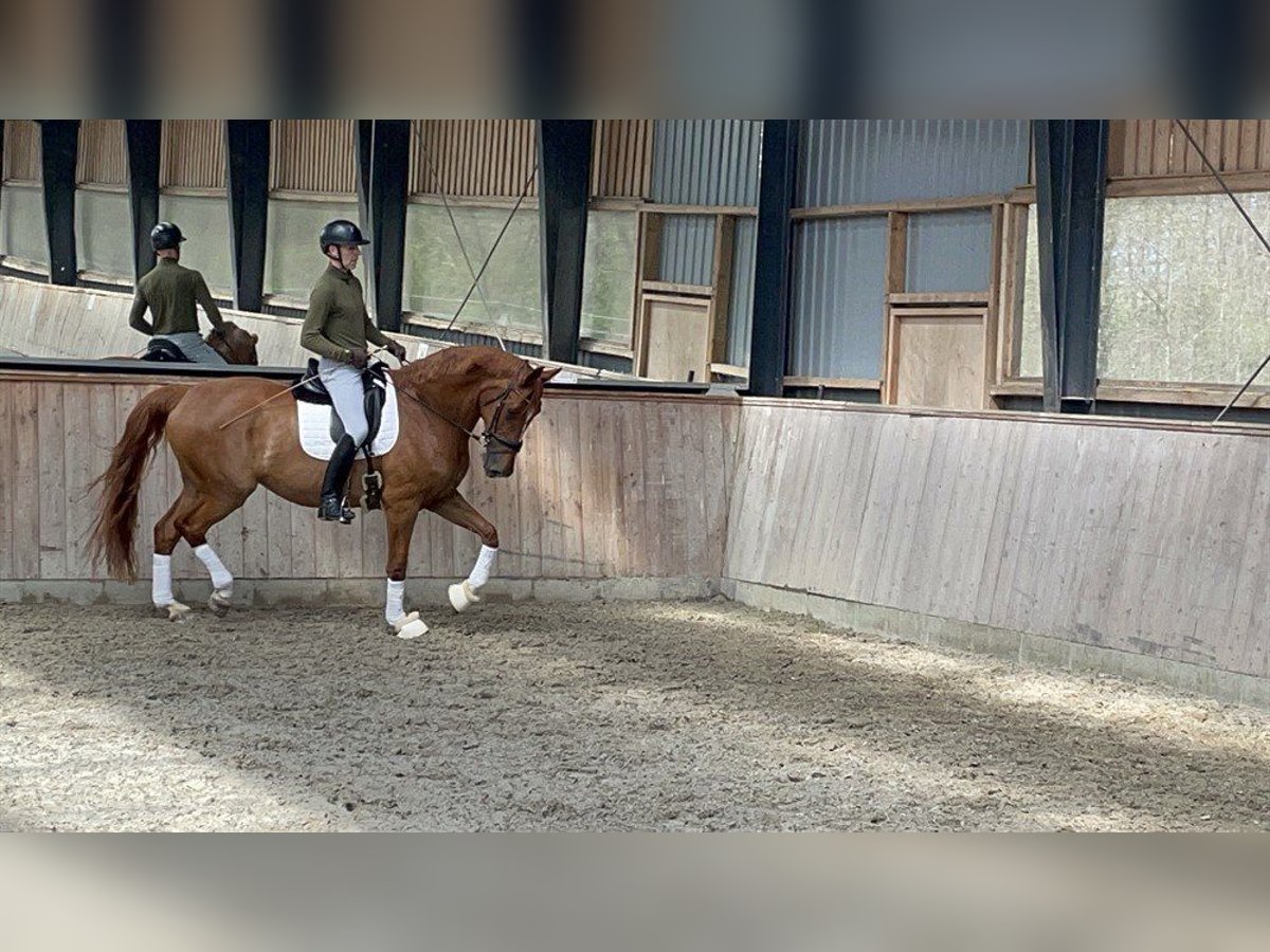 Duński koń gorącokrwisty Klacz 9 lat 175 cm Gniada in Gjern