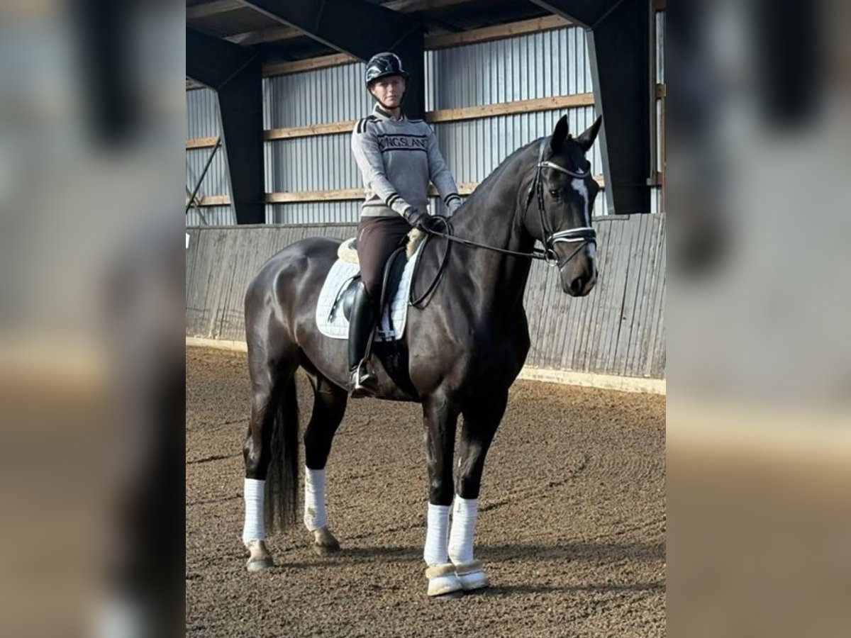 Duński koń gorącokrwisty Wałach 6 lat 170 cm Kara in B&#xF8;rkop