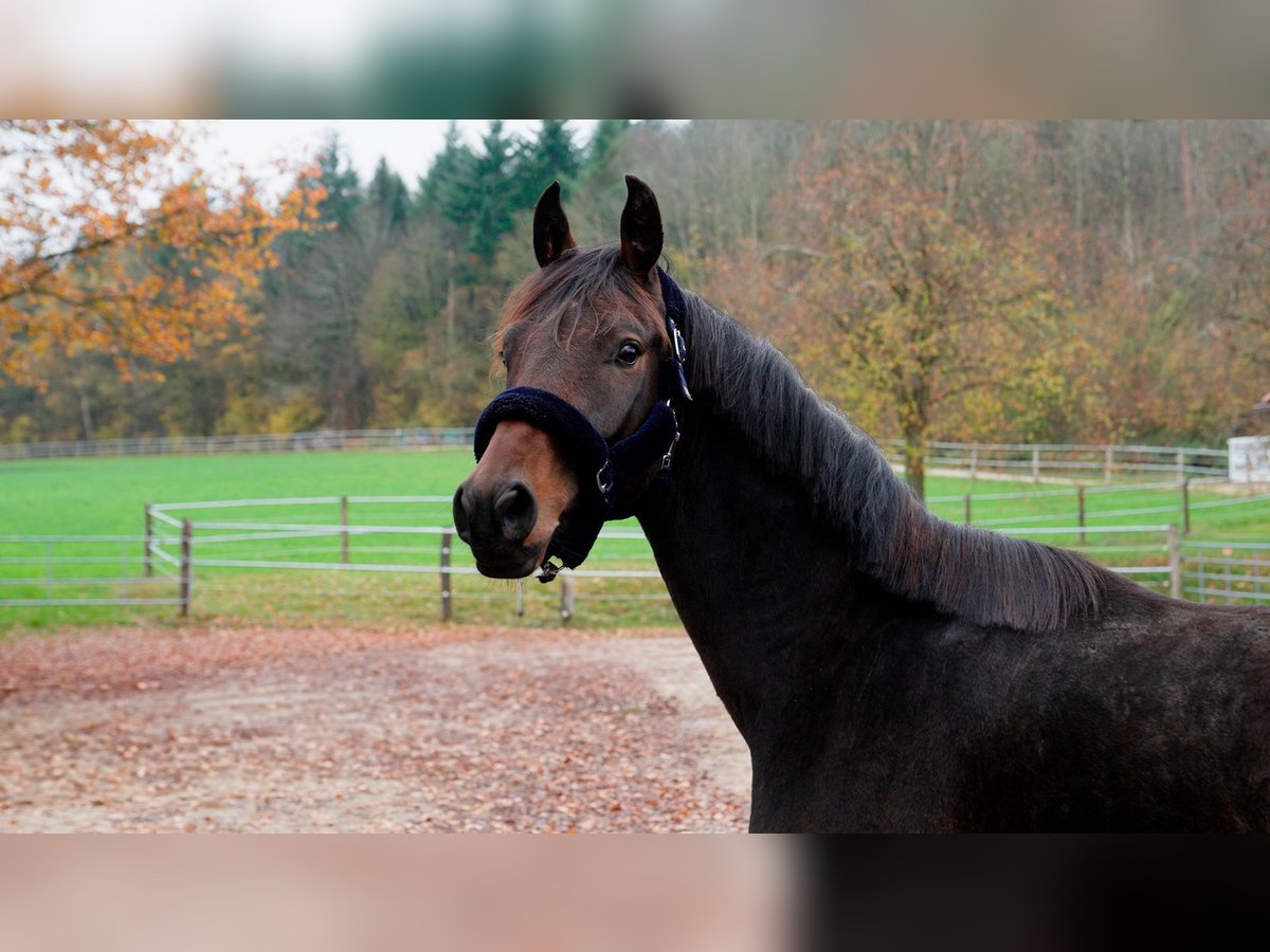 Duński koń gorącokrwisty Wałach 2 lat 167 cm Gniada in Eningen unter Achalm