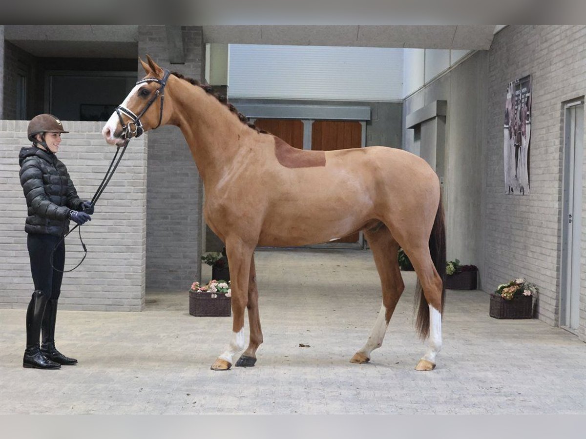 Duński koń gorącokrwisty Wałach 4 lat 168 cm Ciemnokasztanowata in Asperup