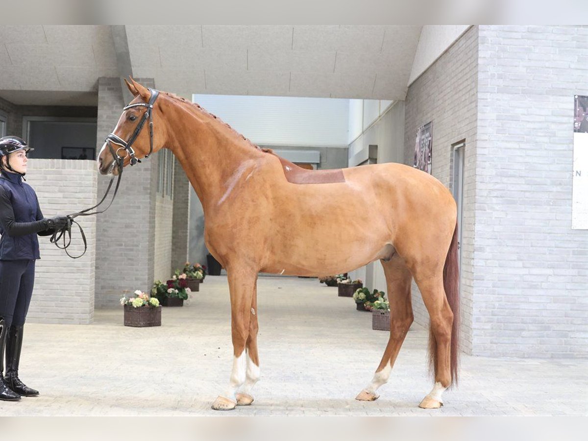 Duński koń gorącokrwisty Wałach 4 lat 170 cm Ciemnokasztanowata in Aperup