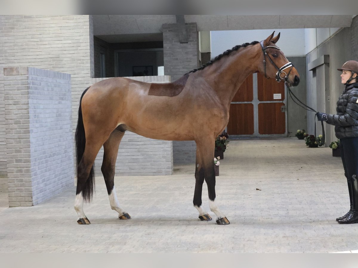 Duński koń gorącokrwisty Wałach 4 lat 170 cm Gniada in Asperup