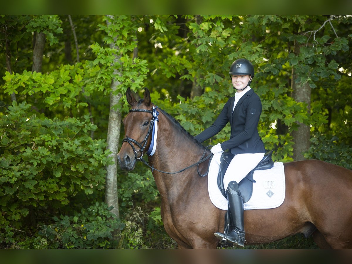 Duński koń gorącokrwisty Wałach 4 lat 176 cm Gniada in Auning